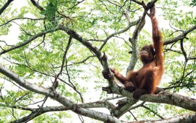 Borneo – Leadership Expedition