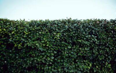 Chapel Series: ‘Rest’ and hedgetrimmers